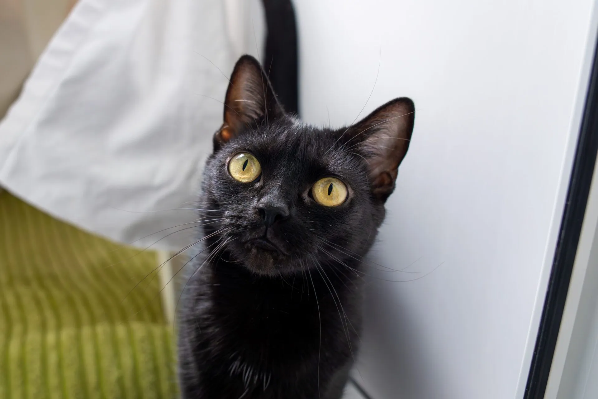 A black cat with yellow eyes sits indoors, looking slightly upwards. In the background, there is a green textured surface and a white fabric.