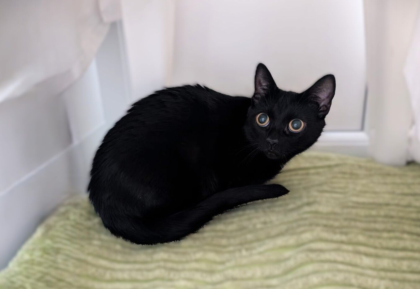 A small black cat with wide, alert eyes is curled up on a light green textured blanket, surrounded by white walls and curtains.