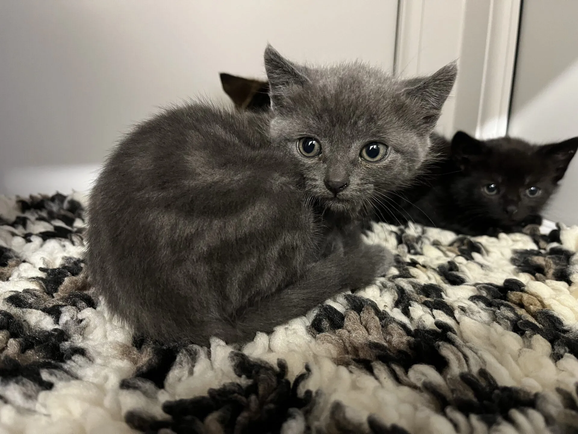 A small grey kitten sits curled up on a black, white, and brown patterned rug, looking at the camera. Another black kitten is partially visible in the background near a wall.