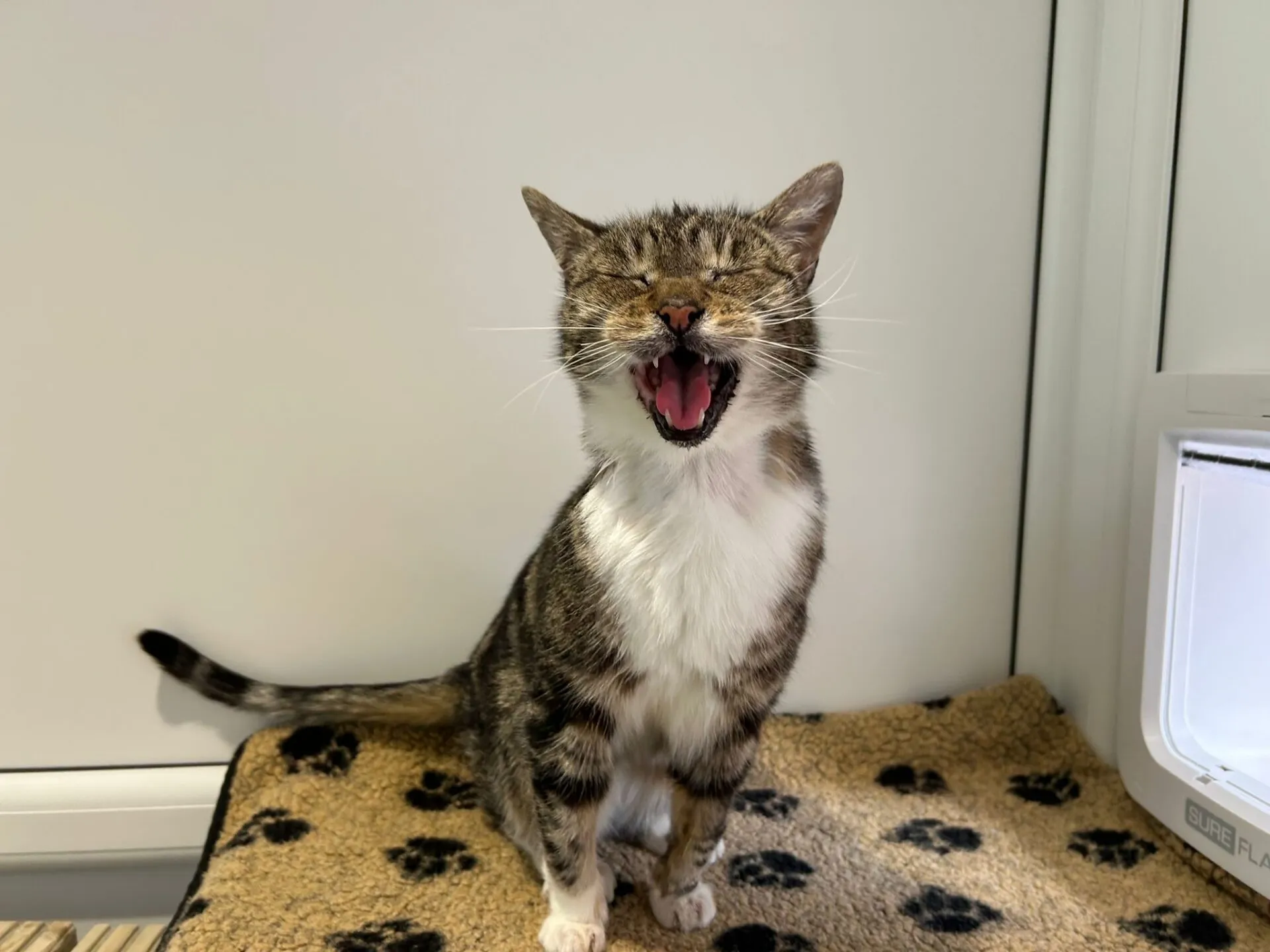 A tabby cat with white chest and paws is sitting on a paw-print blanket in front of a white wall, eyes closed and mouth open as if miaowing or yawning.