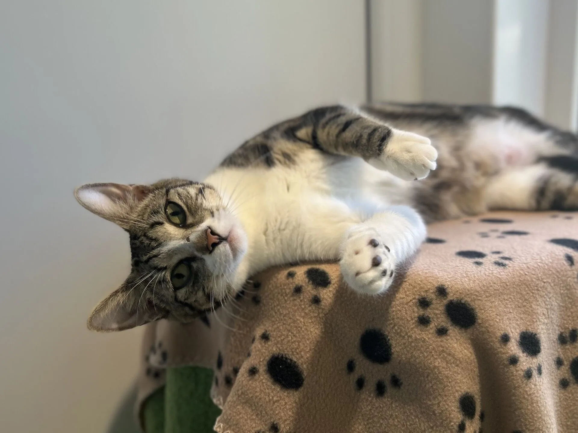 A tabby cat with white paws lies on its side atop a beige blanket with black paw prints, looking at the camera with a relaxed expression.