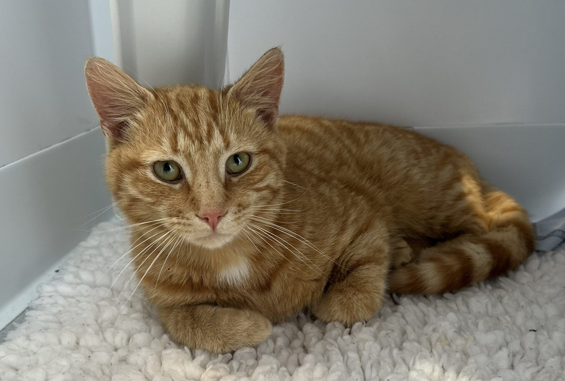 An orange tabby cat with green eyes is lying on a white, fluffy mat in the corner of a room, looking directly at the camera.