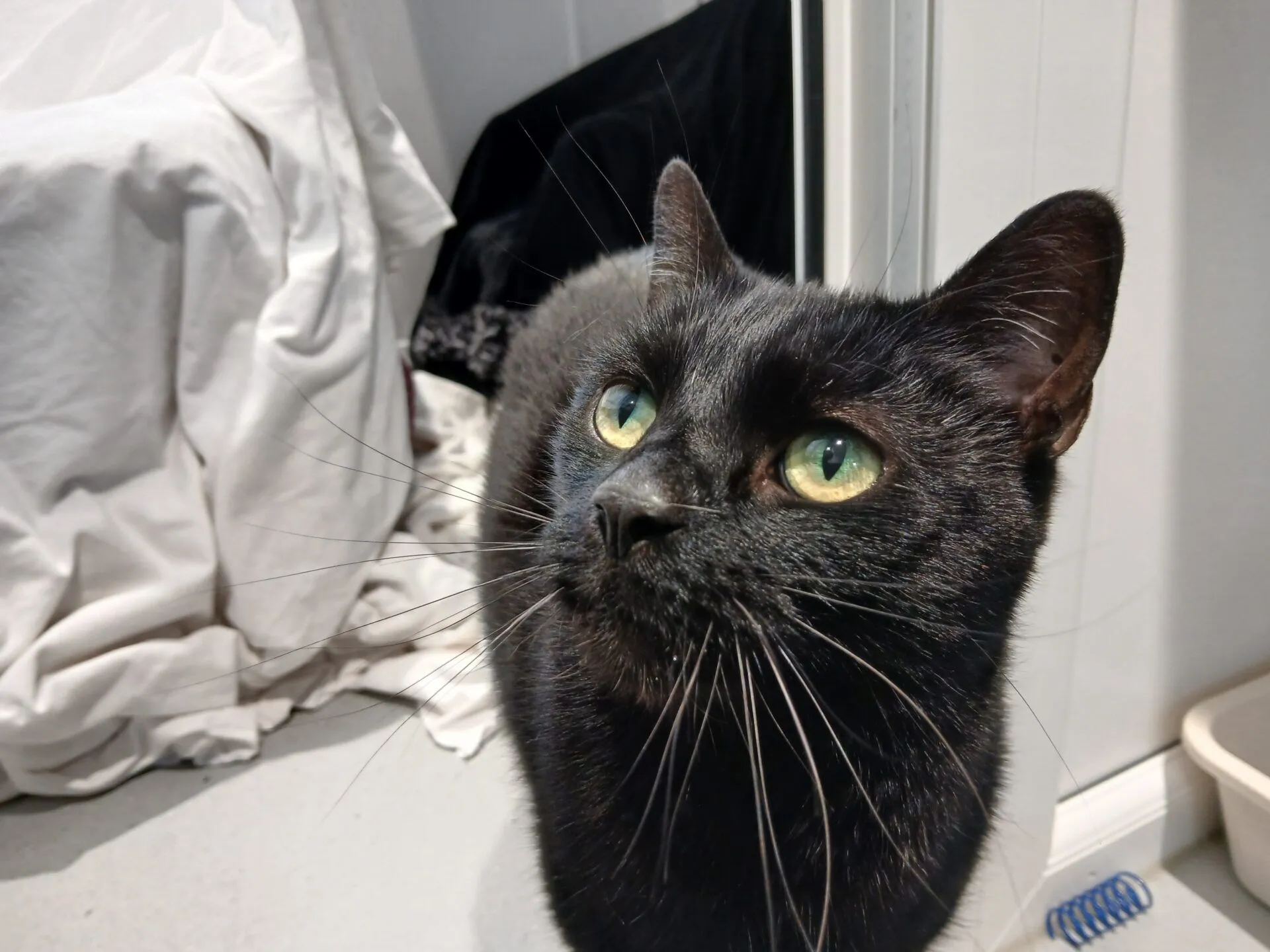 A black cat with green eyes looks up attentively. White and black fabric are draped in the background, and a beige litter tray and blue toy are visible on the floor.