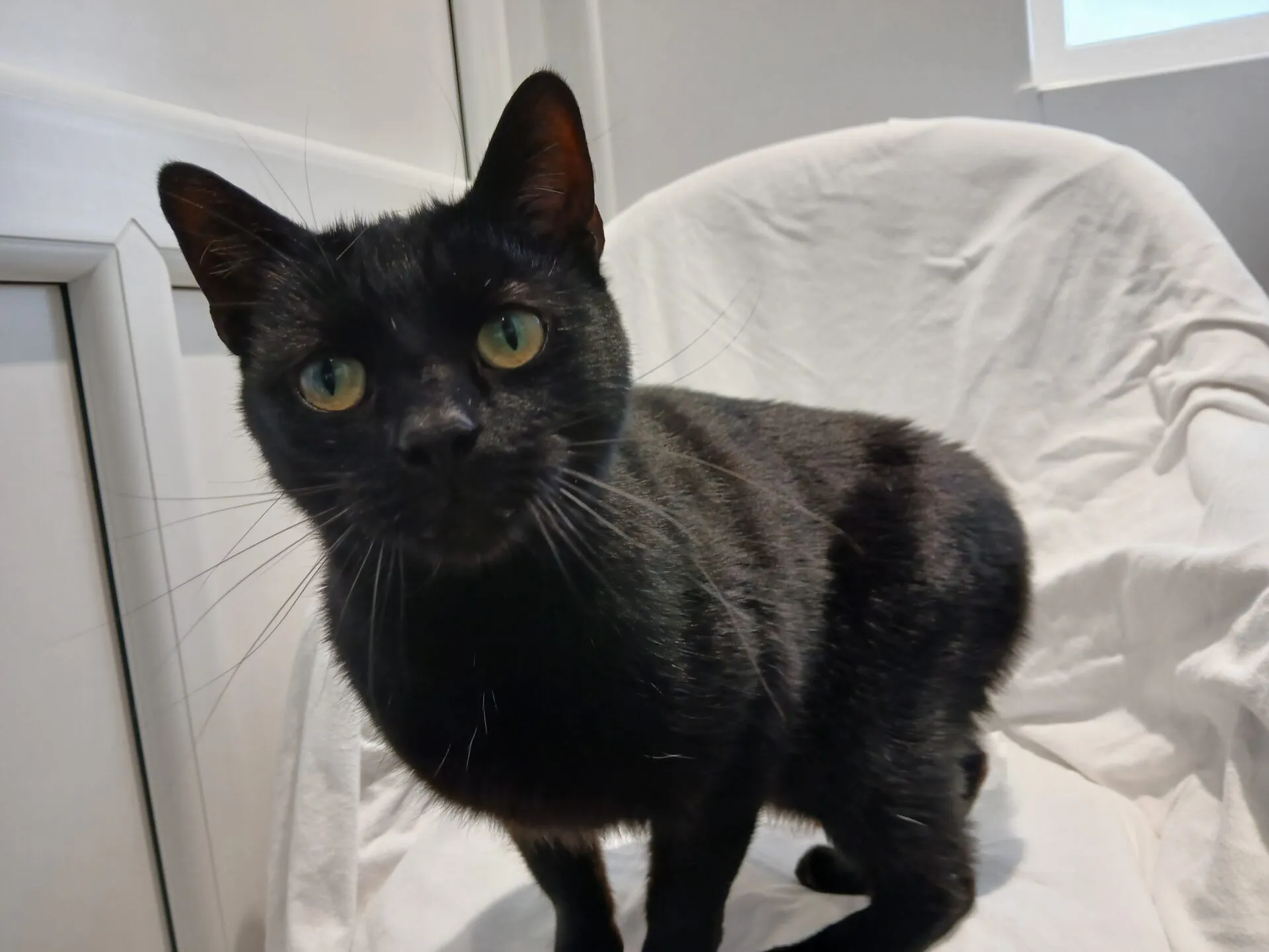 A black cat with green eyes sits on a white chair covered with a white cloth, looking directly at the camera. The background shows part of a white door and a window.