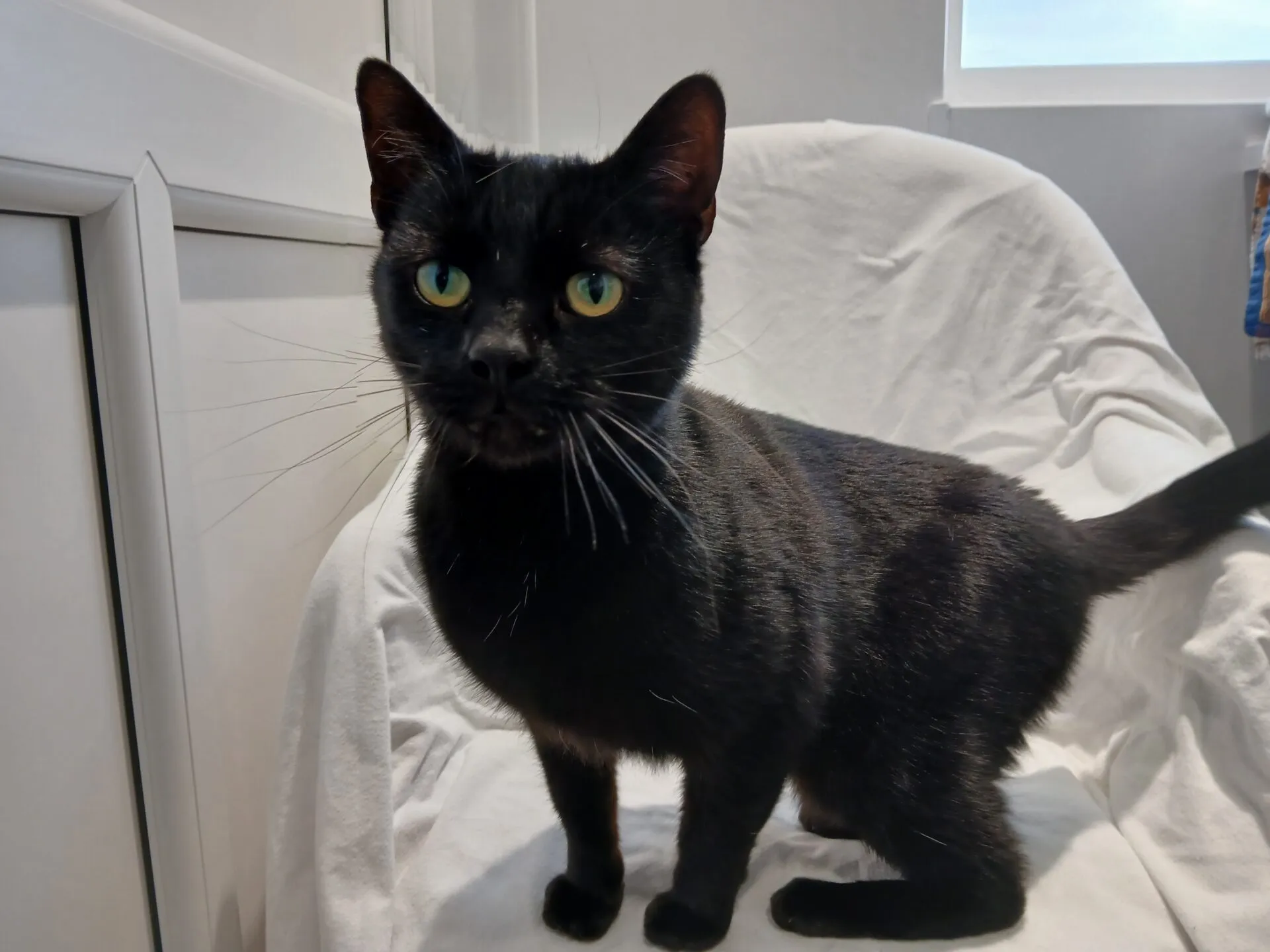A black cat with green eyes sits on a white chair covered with a white cloth, looking directly at the camera. The background includes a cupboard and a window letting in natural light.