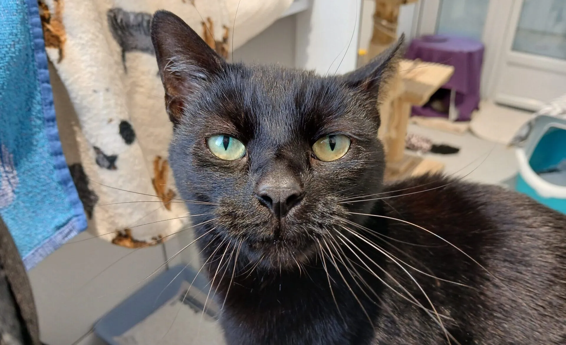 A close-up of a black cat with green eyes sitting indoors, looking directly at the camera. In the background, there are pet items including a scratching post, blanket, and a blue litter tray.