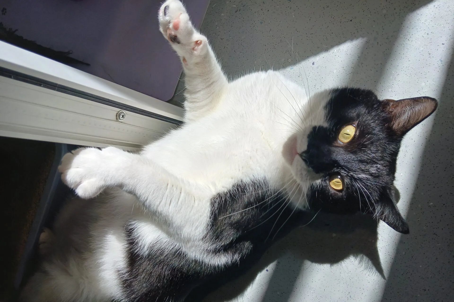 A black and white cat lies on its side in a sunny spot by a door, looking up with bright yellow eyes and one front paw raised. Sunlight casts shadows across its body and the floor.