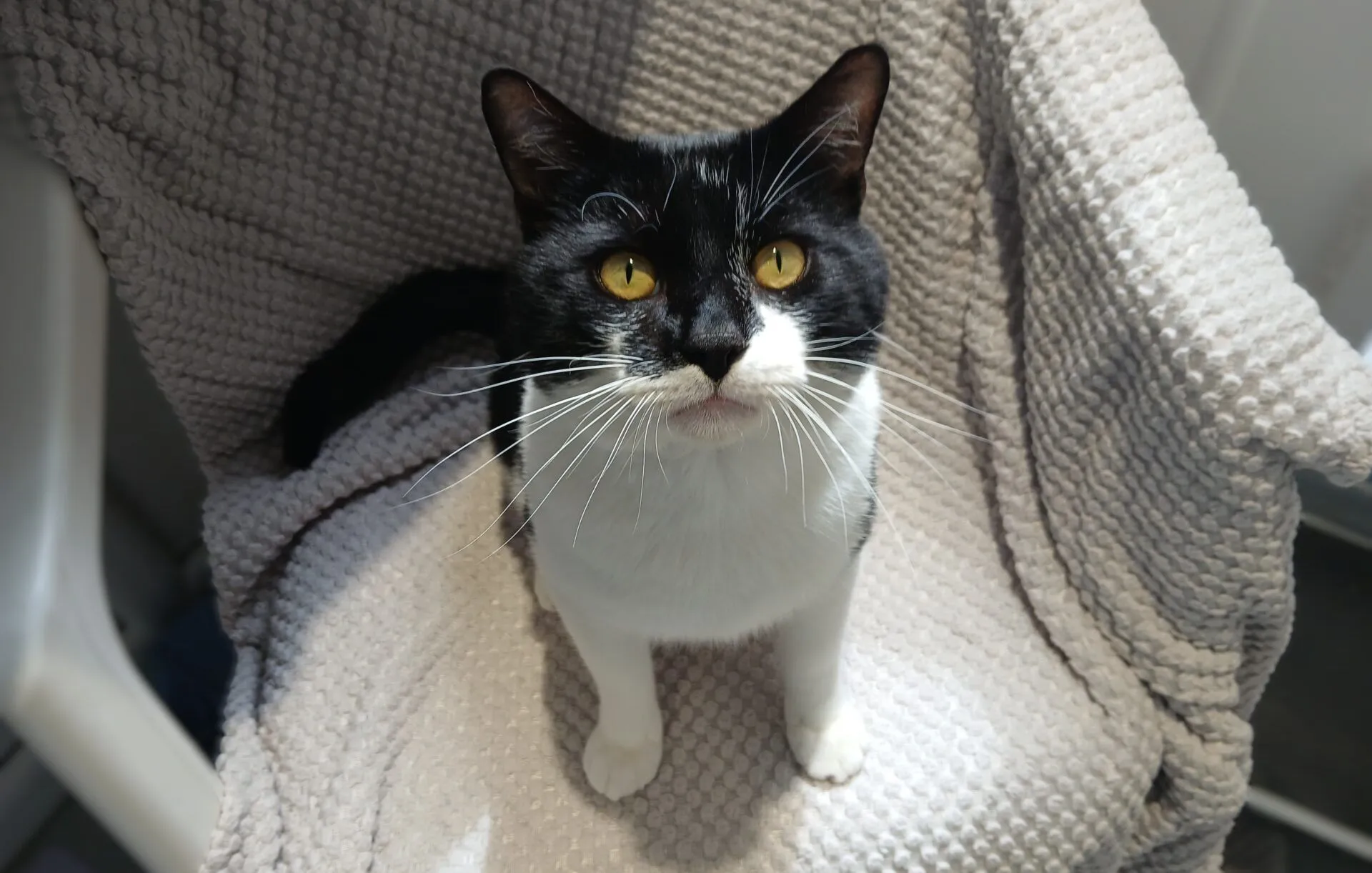 A black and white cat with yellow eyes sits on a textured beige blanket, looking up towards the camera with its ears perked and whiskers prominent.