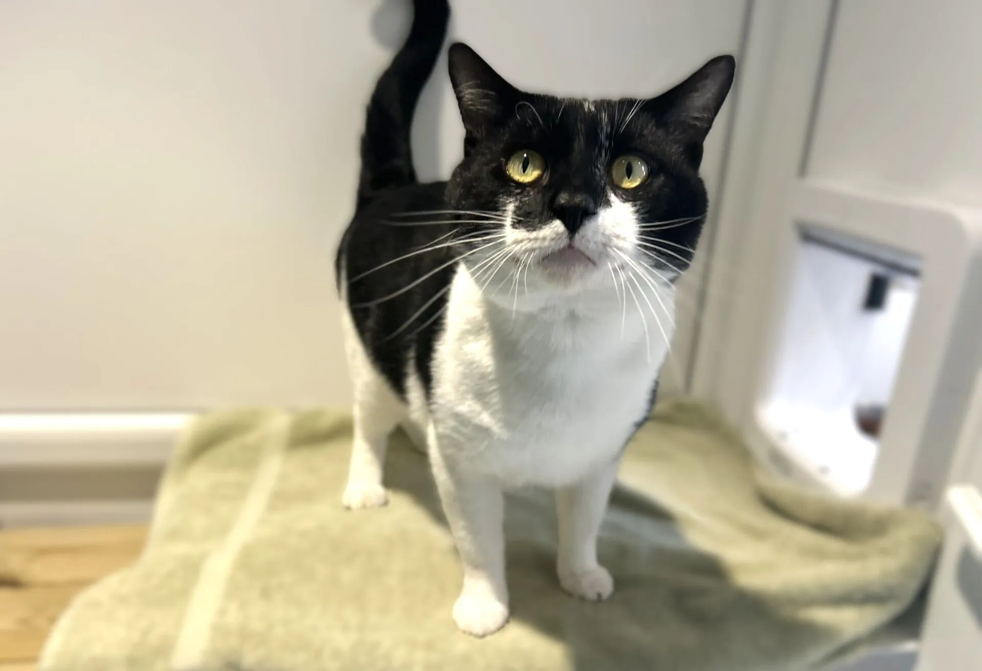 A black and white cat with yellow eyes stands on a soft, light-coloured blanket indoors, looking up towards the camera with its tail raised.