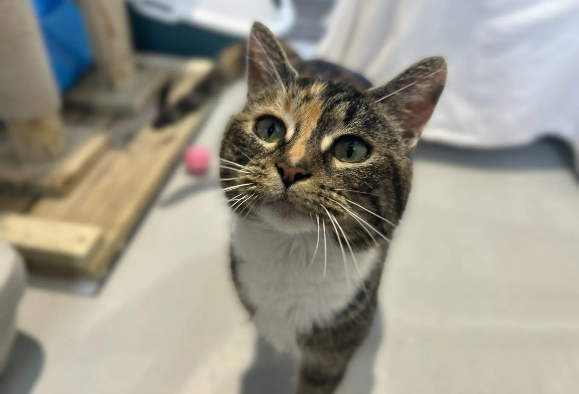 A close-up of a tabby cat with green eyes and white markings on its nose and chest, looking up indoors. The background features a scratching post and a pink toy ball.