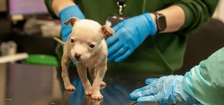 A small, light-coloured puppy stands on an examination table while two people in gloves and green clothing gently handle it, suggesting a veterinary check-up.