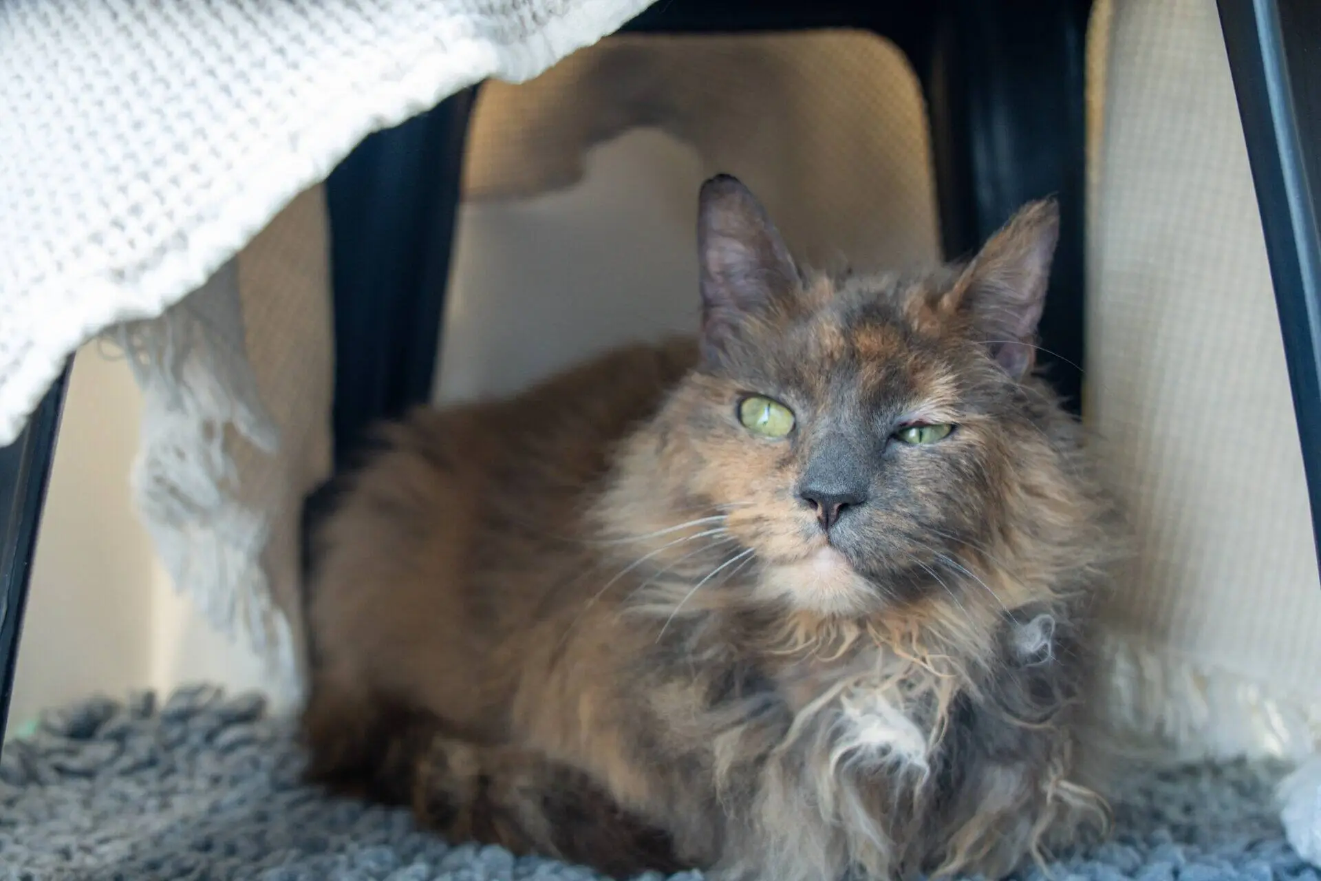 A fluffy, long-haired cat with green eyes lies on a soft grey rug under a chair draped with a blanket, looking relaxed and slightly to the side.