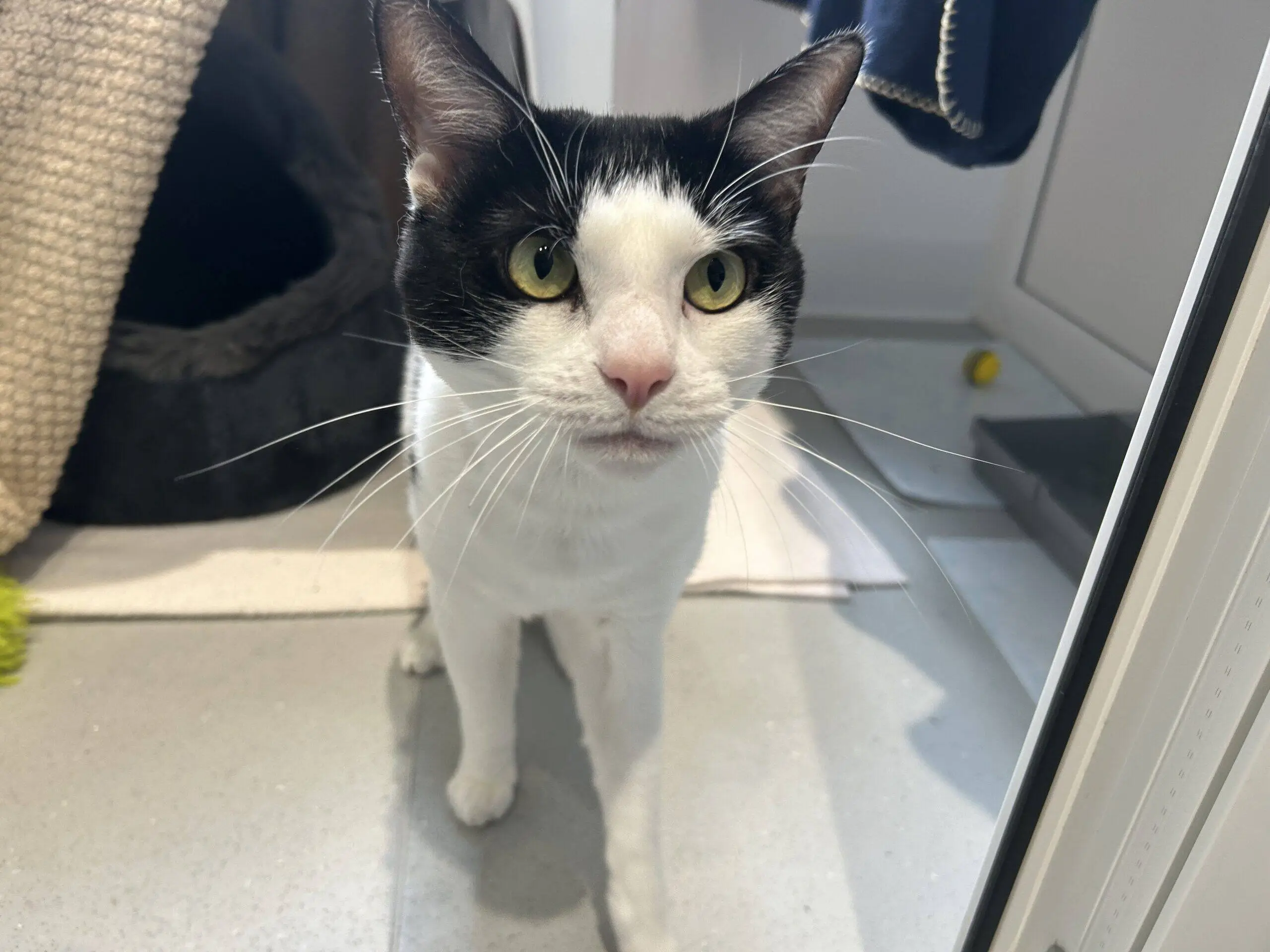 A black and white cat with green eyes stands on a tiled floor indoors, looking up towards the camera. There is a cat bed, a scratching post, and a yellow toy in the background.