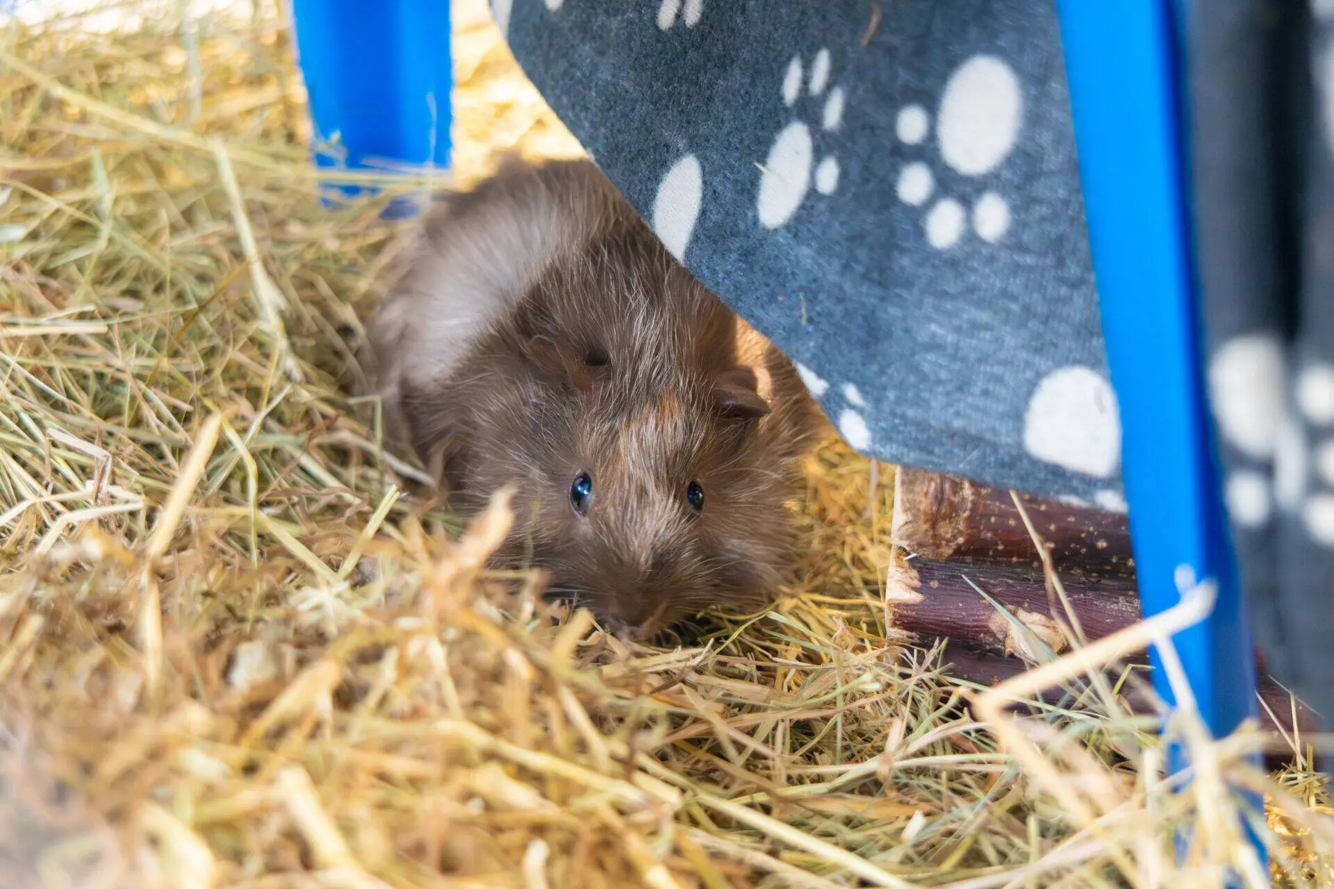 A brown guinea pig sits on straw under a blue frame covered with a grey blanket that has white paw prints. The guinea pig looks out cautiously from its sheltered spot.