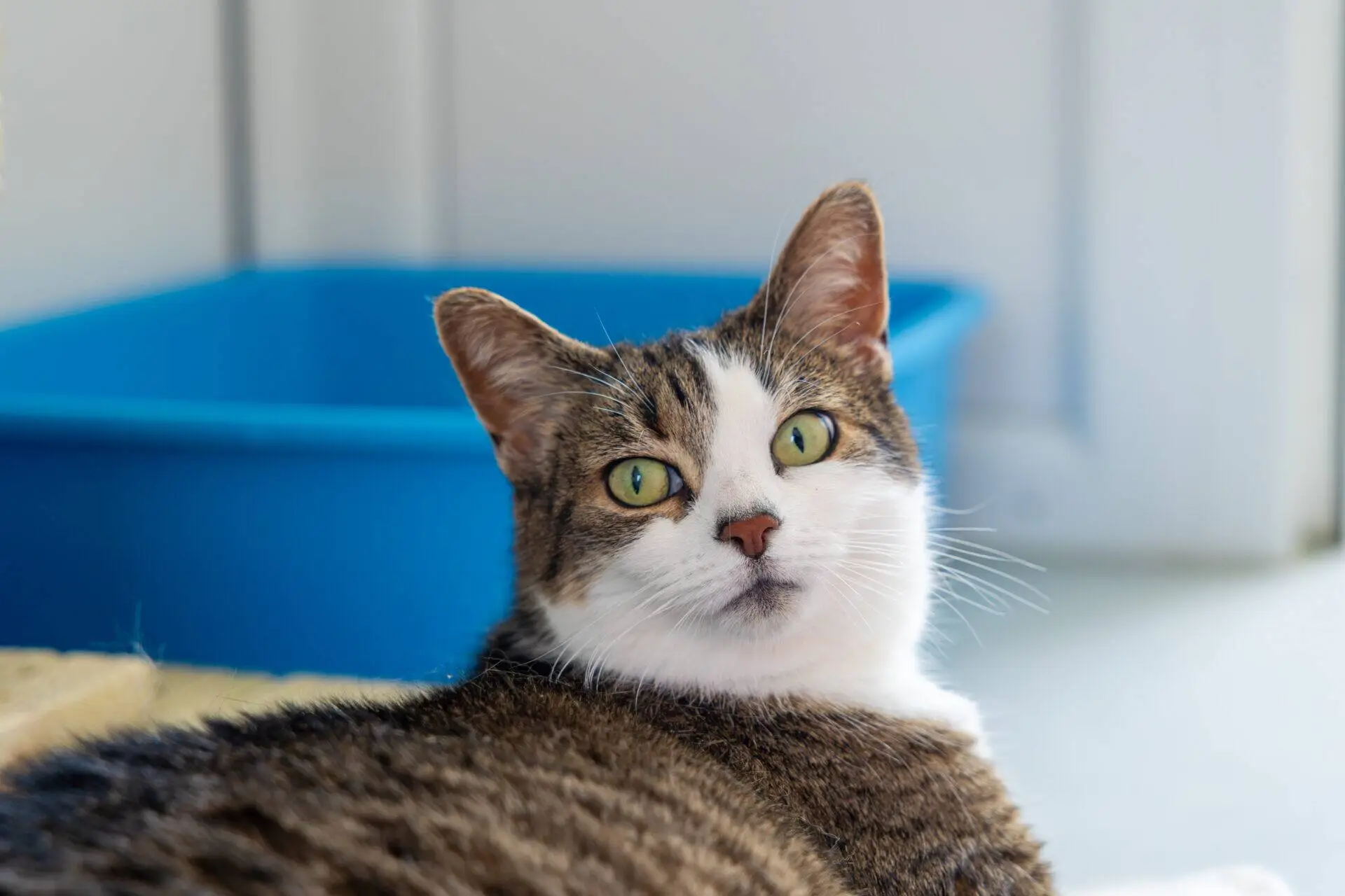 A tabby and white cat with green eyes looks towards the camera, lying down indoors. A blue litter tray is visible in the background.