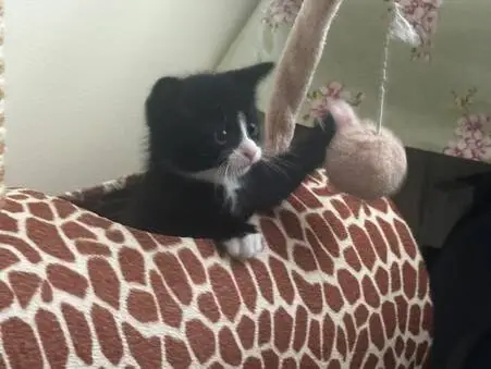 A black and white kitten sits inside a giraffe-patterned cat bed, reaching up with one paw towards a hanging plush toy. A floral-patterned surface is visible in the background.