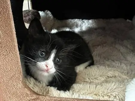 A small black and white kitten with bright eyes lies on a soft, light-coloured blanket inside a cosy, enclosed space, looking up towards the camera.