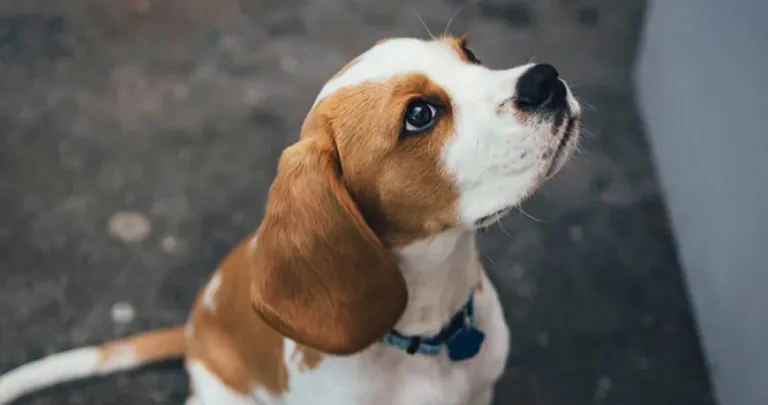 Beagle dog outside