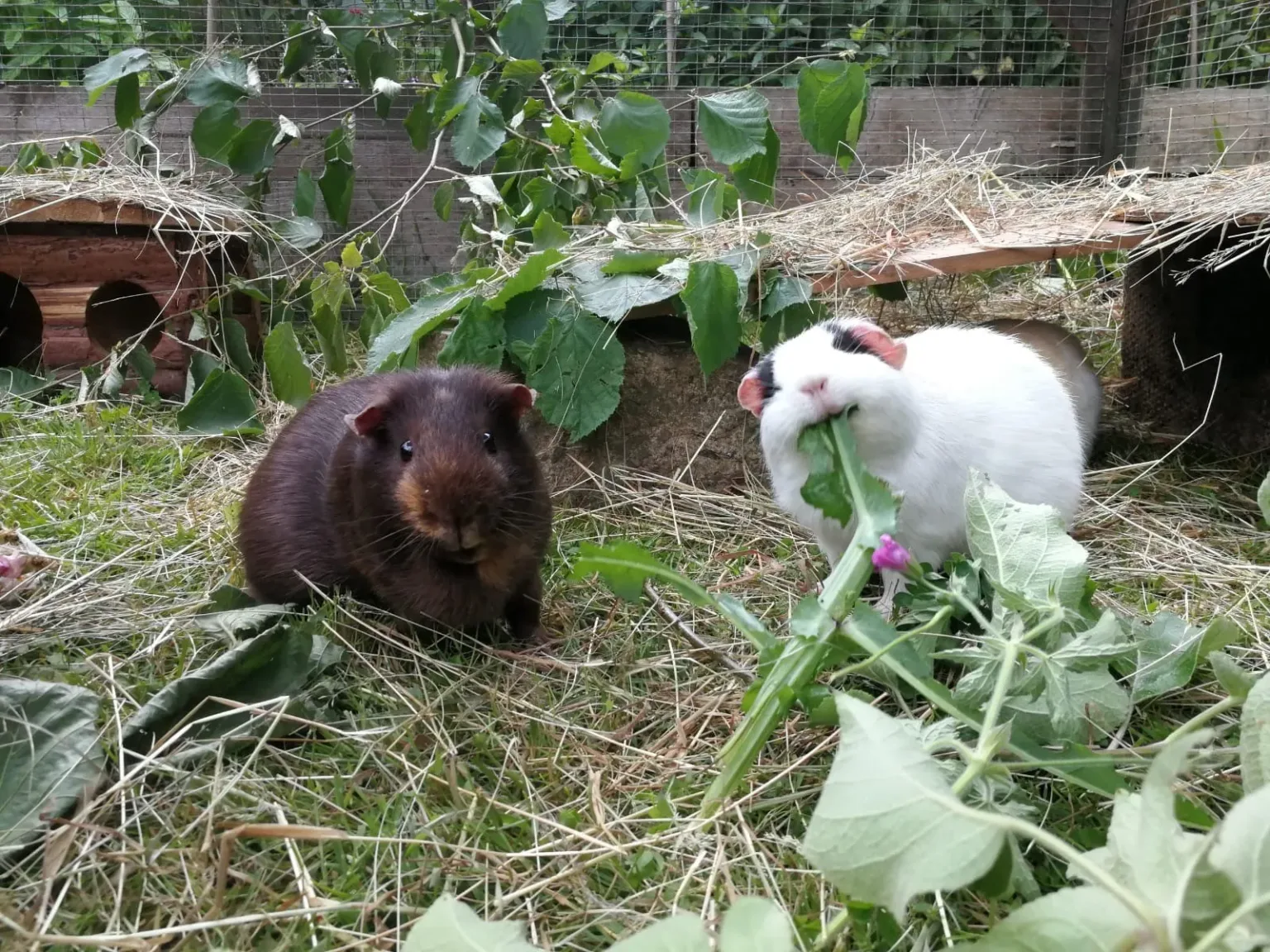 Two guinea pigs sit on grass in an outdoor enclosure at the Guinea Pig Champion Workshop - St Neots. One is dark brown and the other, white with a black ear, munches green leaves among hay, plants, and wooden shelters.