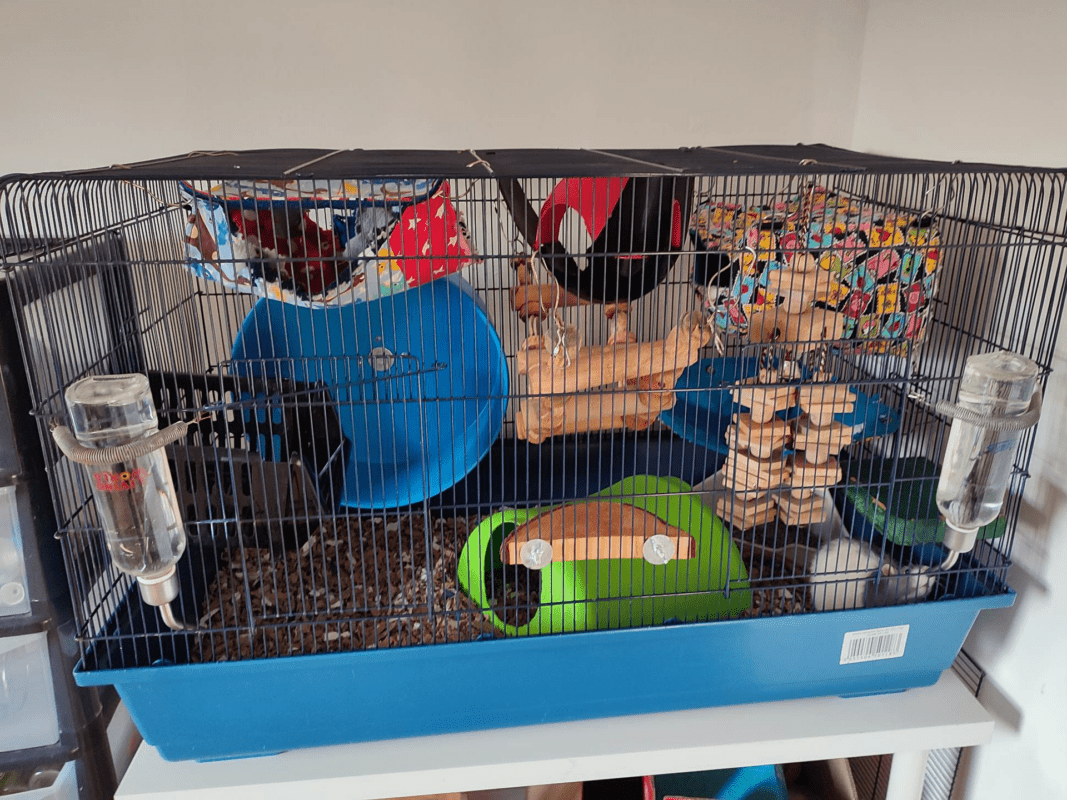 A large blue rat cage with two water bottles, a green plastic house, a blue exercise wheel, wooden climbing toys, and colourful hanging hammocks.