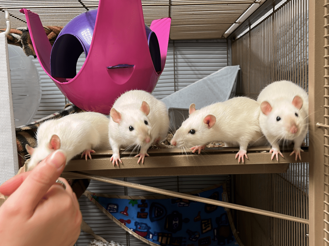 Four white rats stand in a row on a shelf inside a cage, facing a hand that is reaching towards them. The cage contains hammocks and a large purple plastic hideaway.