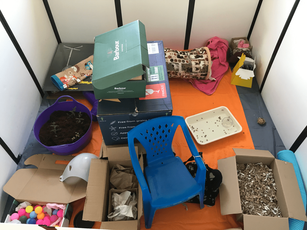 A small animal playpen with rat enrichment features: a blue plastic chair, cardboard boxes, stacked shoe boxes, a purple tub with plants, a food tray, bedding, toys, and various tunnels and enrichment items on an orange mat.