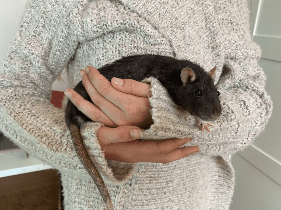 A person wearing a cosy, light-coloured knitted jumper holds a black and brown rat gently in their hands. The rat's tail hangs down, and it appears alert and comfortable.