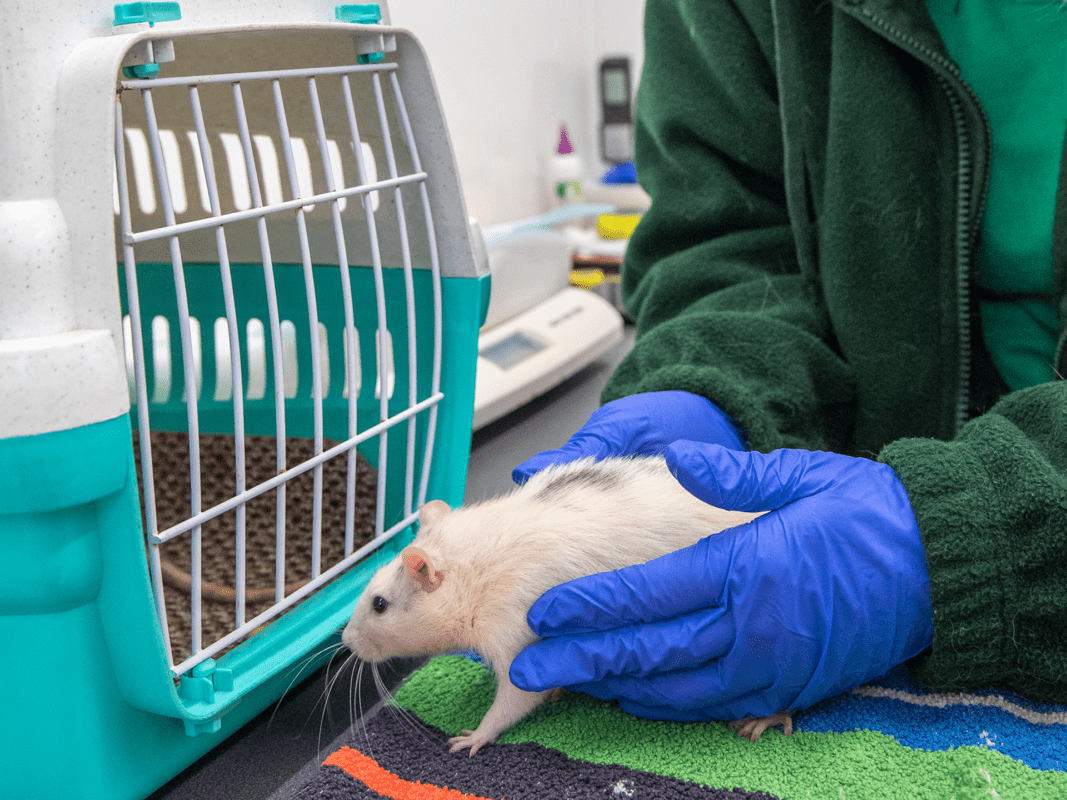 A person wearing blue gloves gently holds a white rat in front of an open teal pet carrier, with a colourful towel underneath.