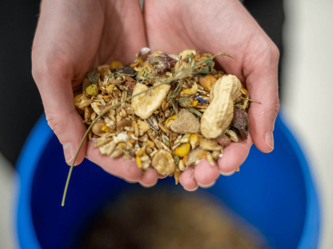 A close-up of two hands holding a mix of dried seeds, nuts, and plant pieces above a blue container. The mixture includes peanuts, maize kernels, and various grains.