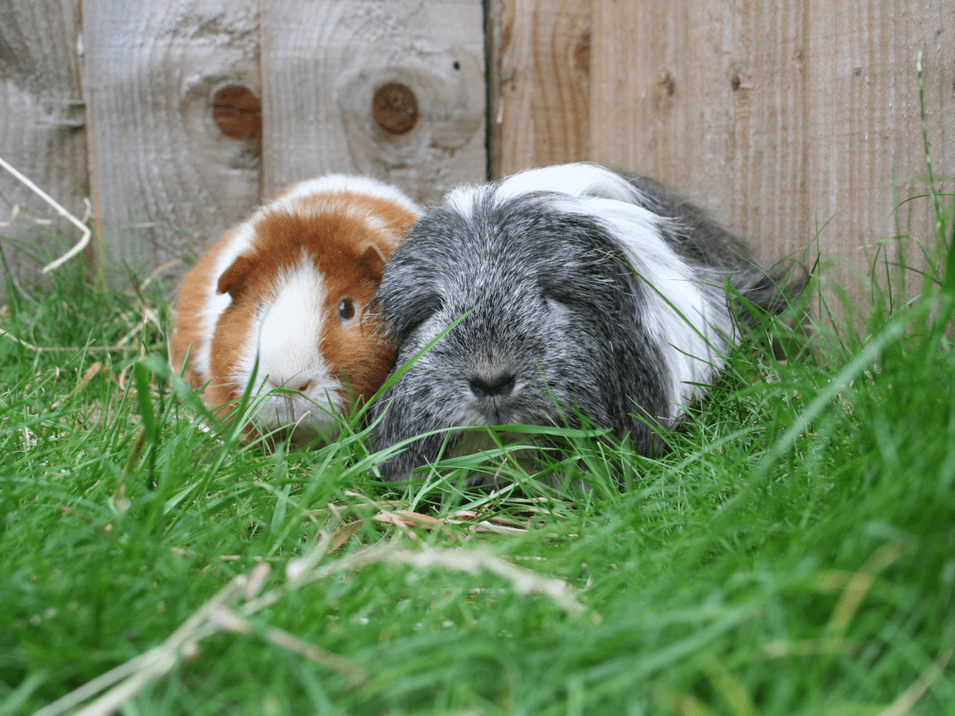 Two guinea pigs, one brown and white and the other grey and white, lying close together in green grass in front of a wooden fence.