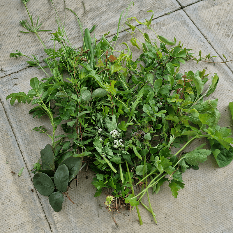 A variety of freshly picked wild green plants and herbs, ideal to forage for guinea pigs, are spread out on a tiled surface, showcasing different leaf shapes, sizes, and shades of green.