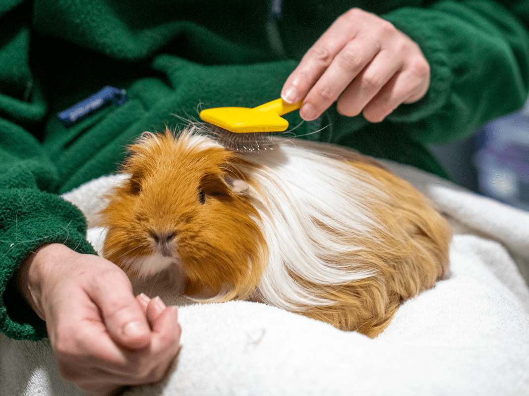 A person enjoys some guinea pig grooming, brushing a long-haired guinea pig with a yellow brush as it sits on a white towel. The guinea pig has brown and white fur.