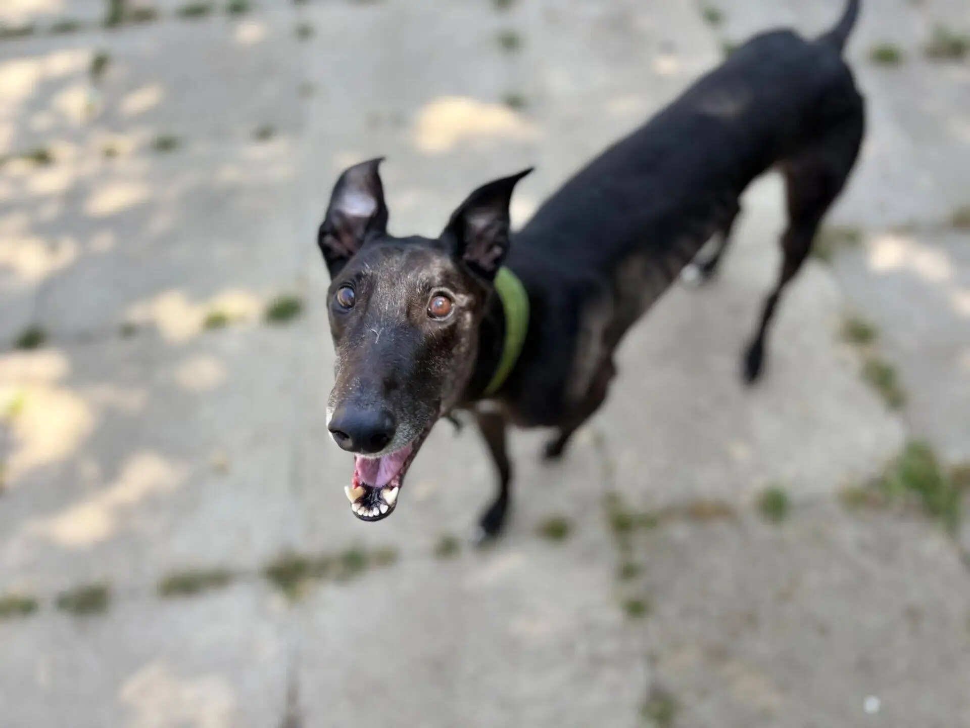 A black Greyhound named Ben, wearing a green collar, stands on a sunlit patio, looking up with his mouth open and ears pricked, as if excited or happy.