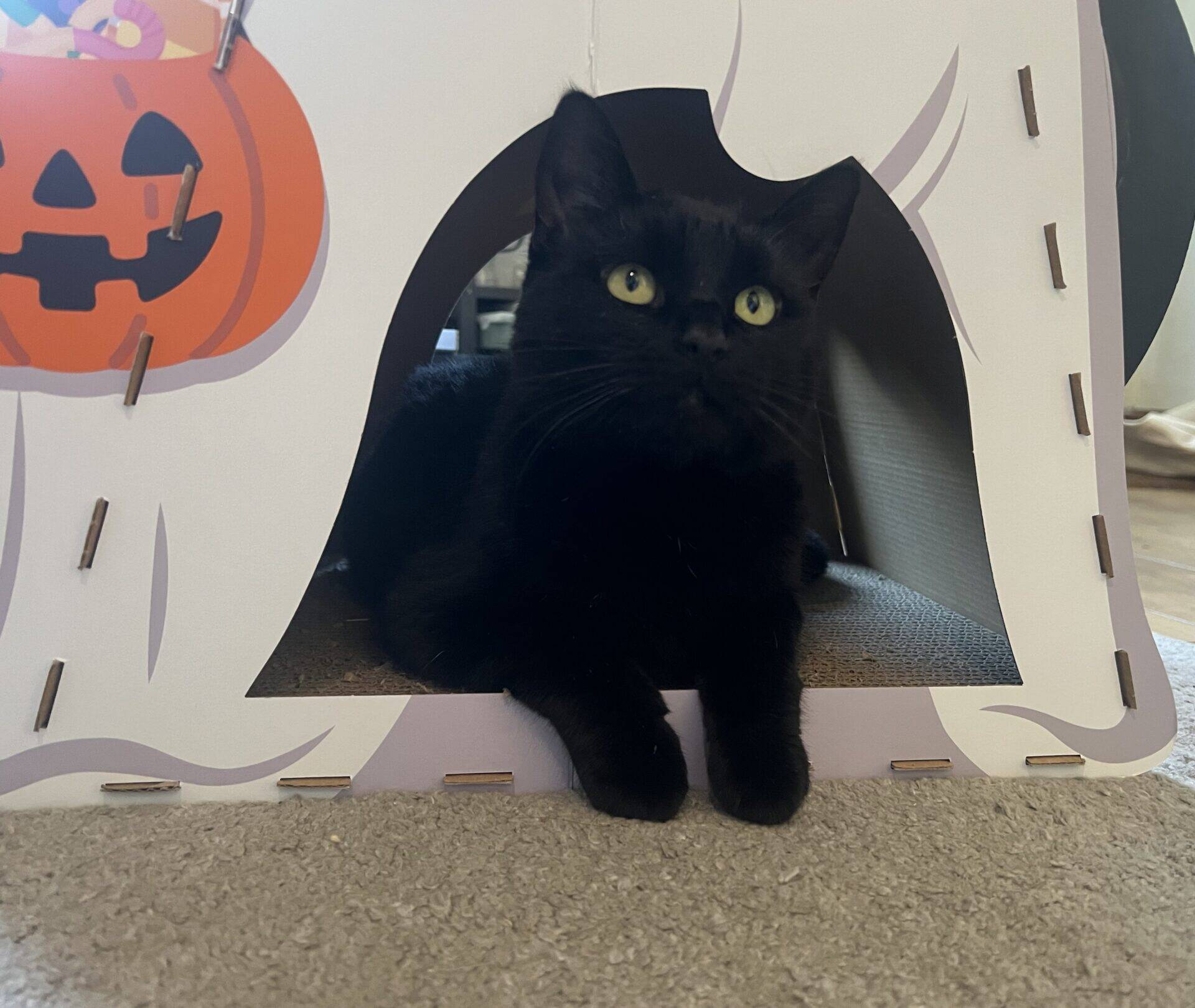 A black cat with green eyes lies inside a white cardboard house with a pumpkin decoration on it.