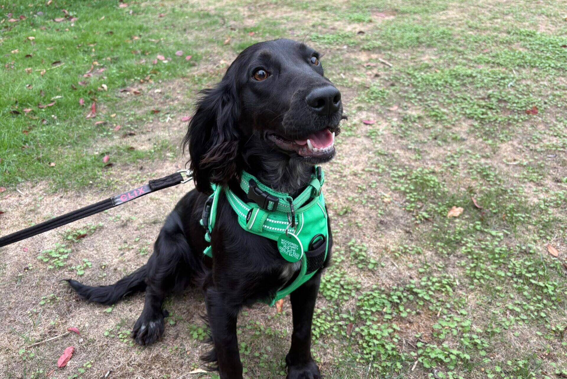 A black Raven dog Cocker Spaniel wearing a bright green harness sits on grass, looking up with its mouth slightly open, appearing happy. The dog is on a lead outdoors.