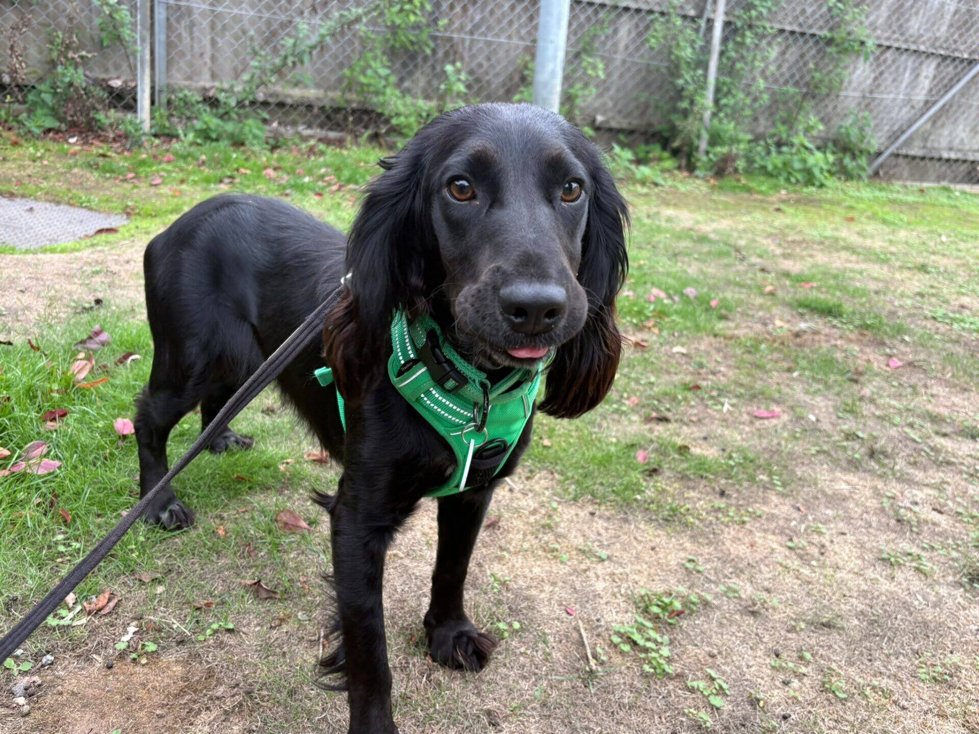 A black Raven dog wearing a green harness stands on a patchy lawn, looking at the camera with its tongue slightly sticking out. There is a lead attached, and a fence with greenery is in the background.