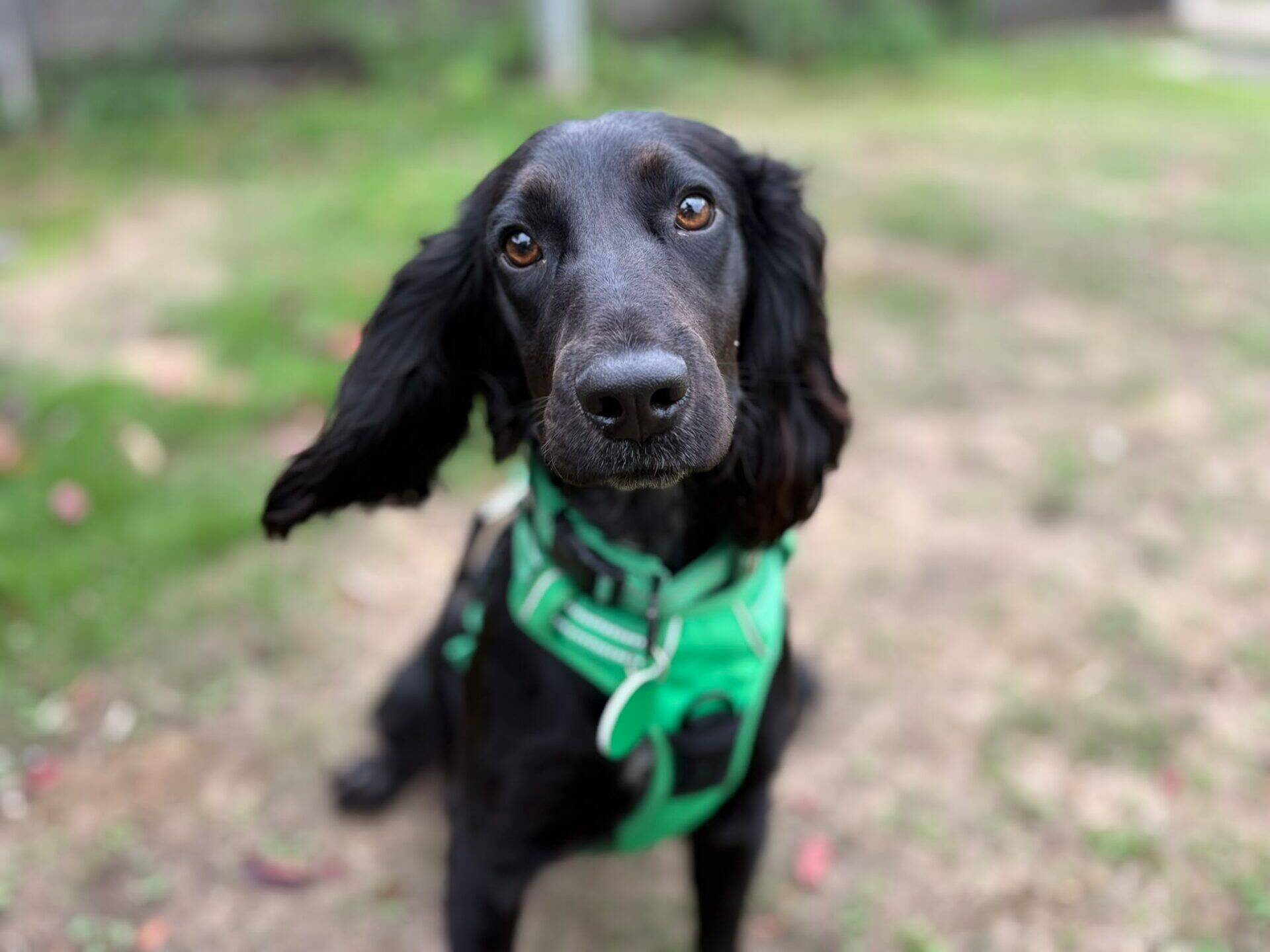 A black Cocker Spaniel with long ears, wearing a green harness, sits on grass and looks curiously at the camera. The background is blurred, highlighting the charming raven dog's inquisitive expression.