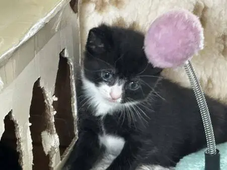 A small black and white kitten sits next to a cardboard box with shredded edges and a cat toy featuring a pink fluffy ball on a spring.