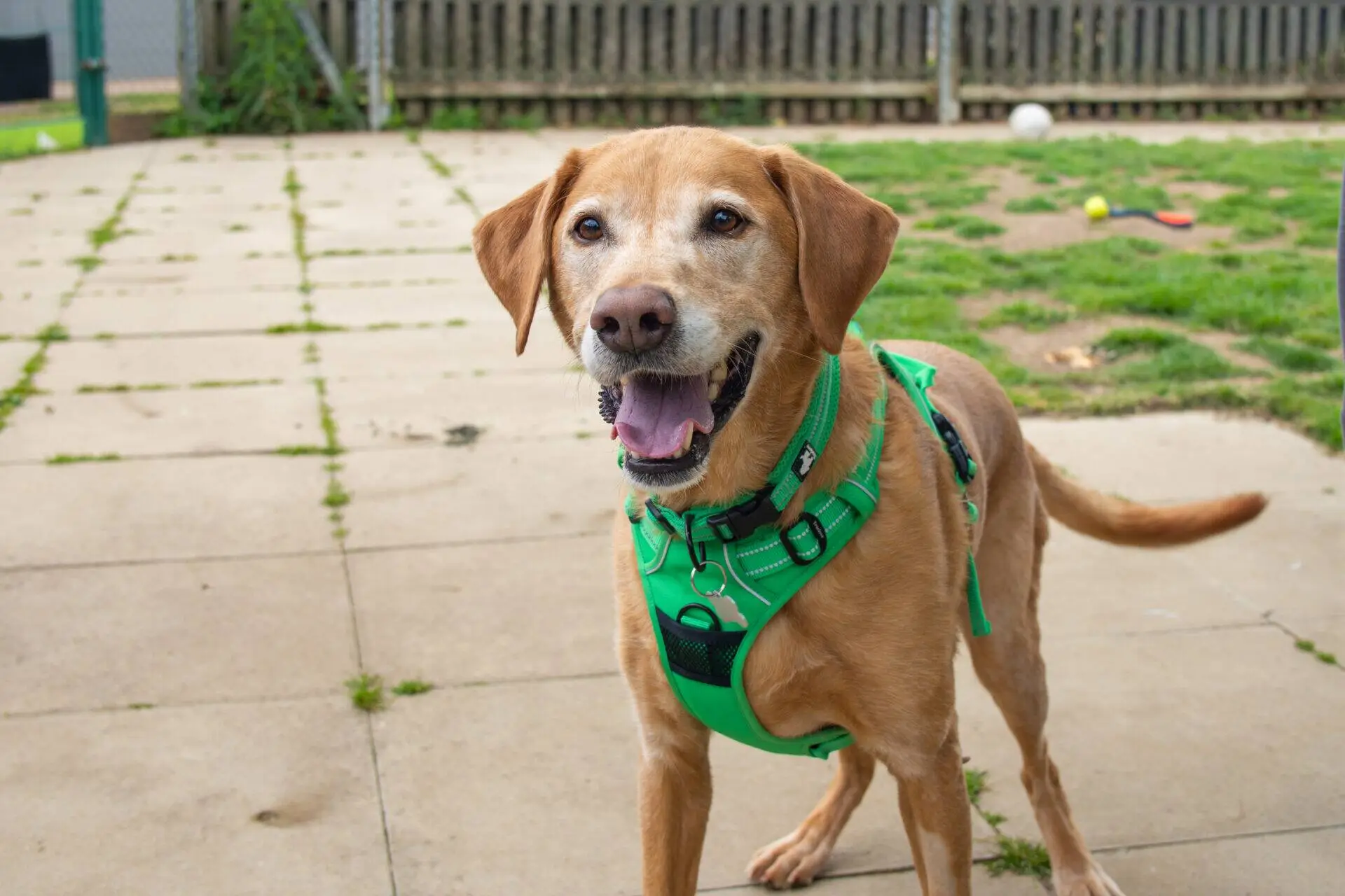 A happy brown dog wearing a bright green harness stands on a patio with some grass patches, looking at the camera with its mouth open and tongue slightly out. A fence and scattered toys are visible in the background.