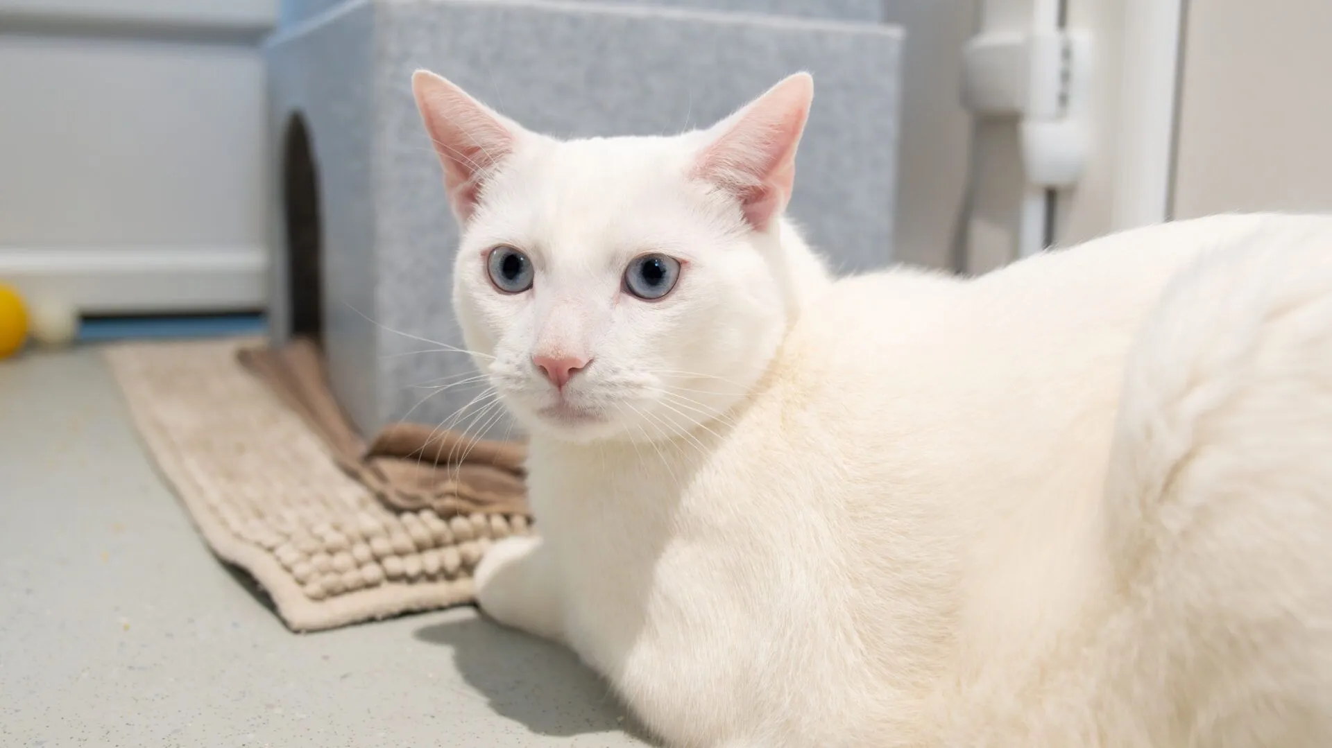 A white cat with blue eyes lies on the floor next to a textured mat and a gray cat house, looking directly at the camera.
