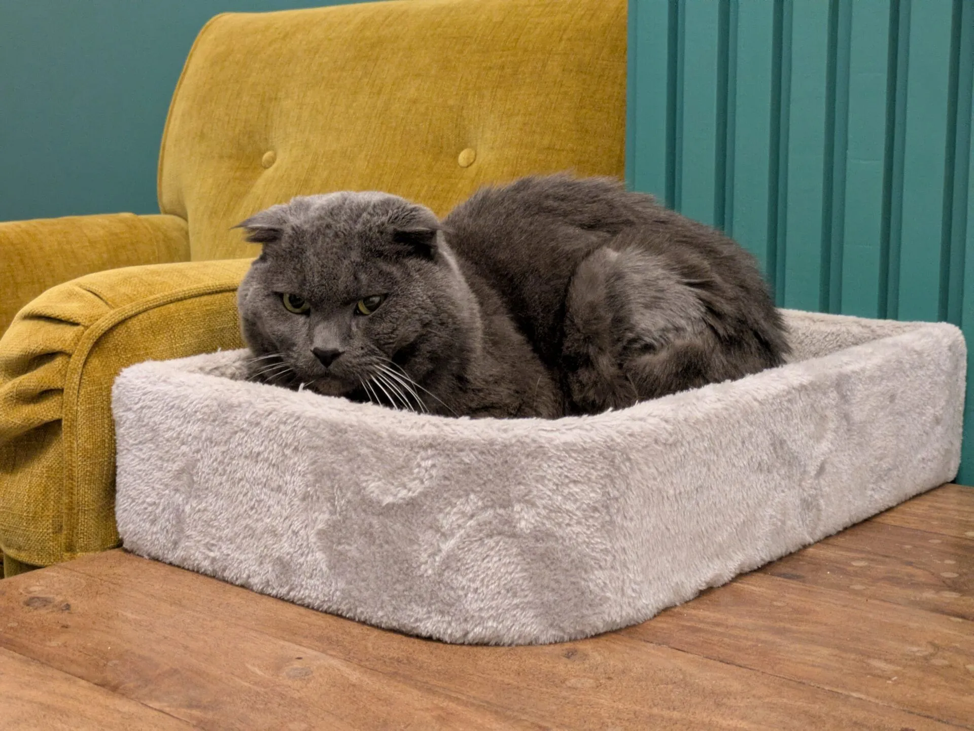 A grey cat with folded ears lies curled up in a soft, rectangular, light grey pet bed on a wooden surface. A mustard yellow chair and teal wall are in the background.