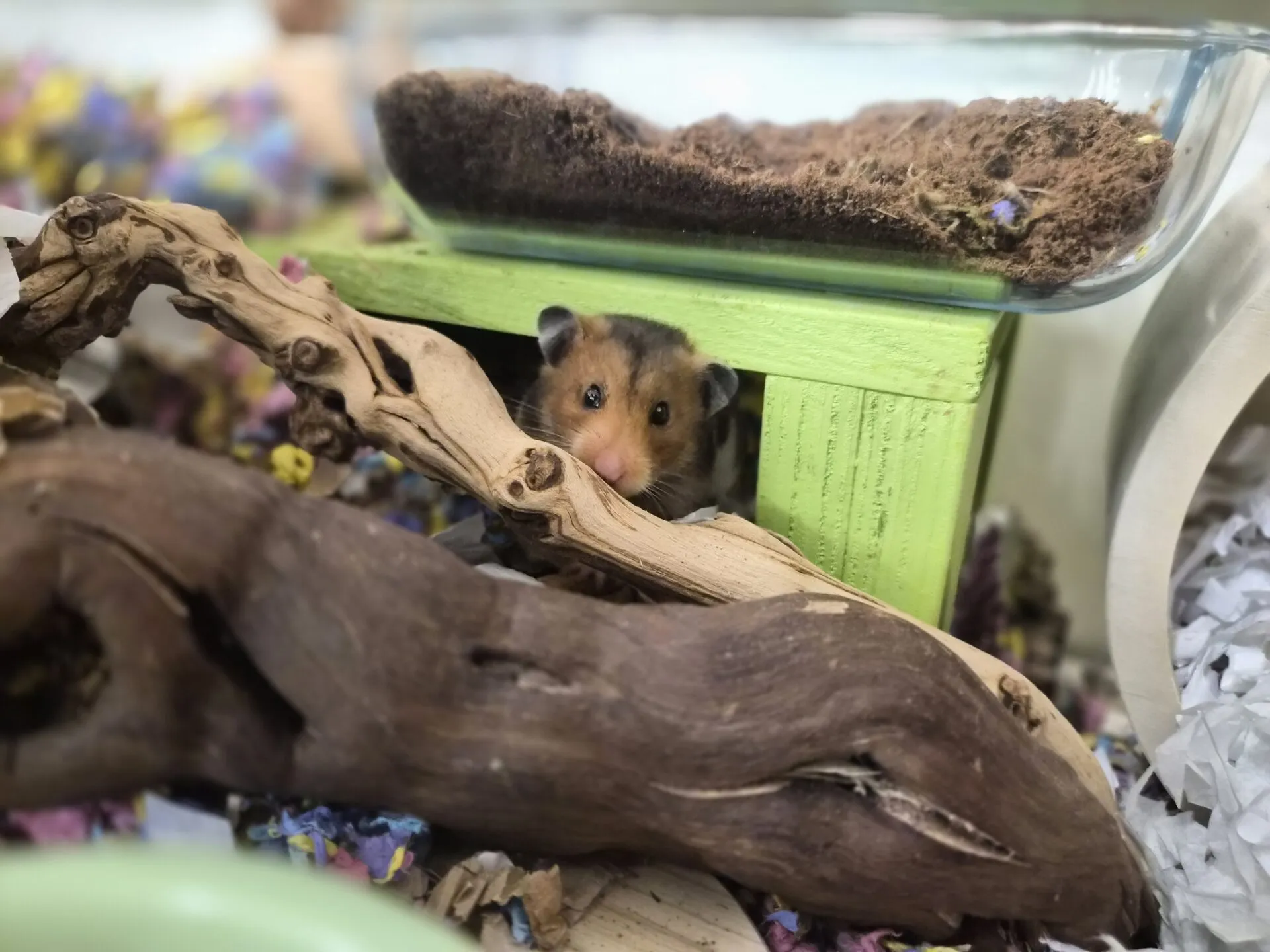 A brown hamster peeks out from behind a piece of driftwood inside a green wooden hideout in its enclosure, surrounded by bedding and colourful paper shreds.