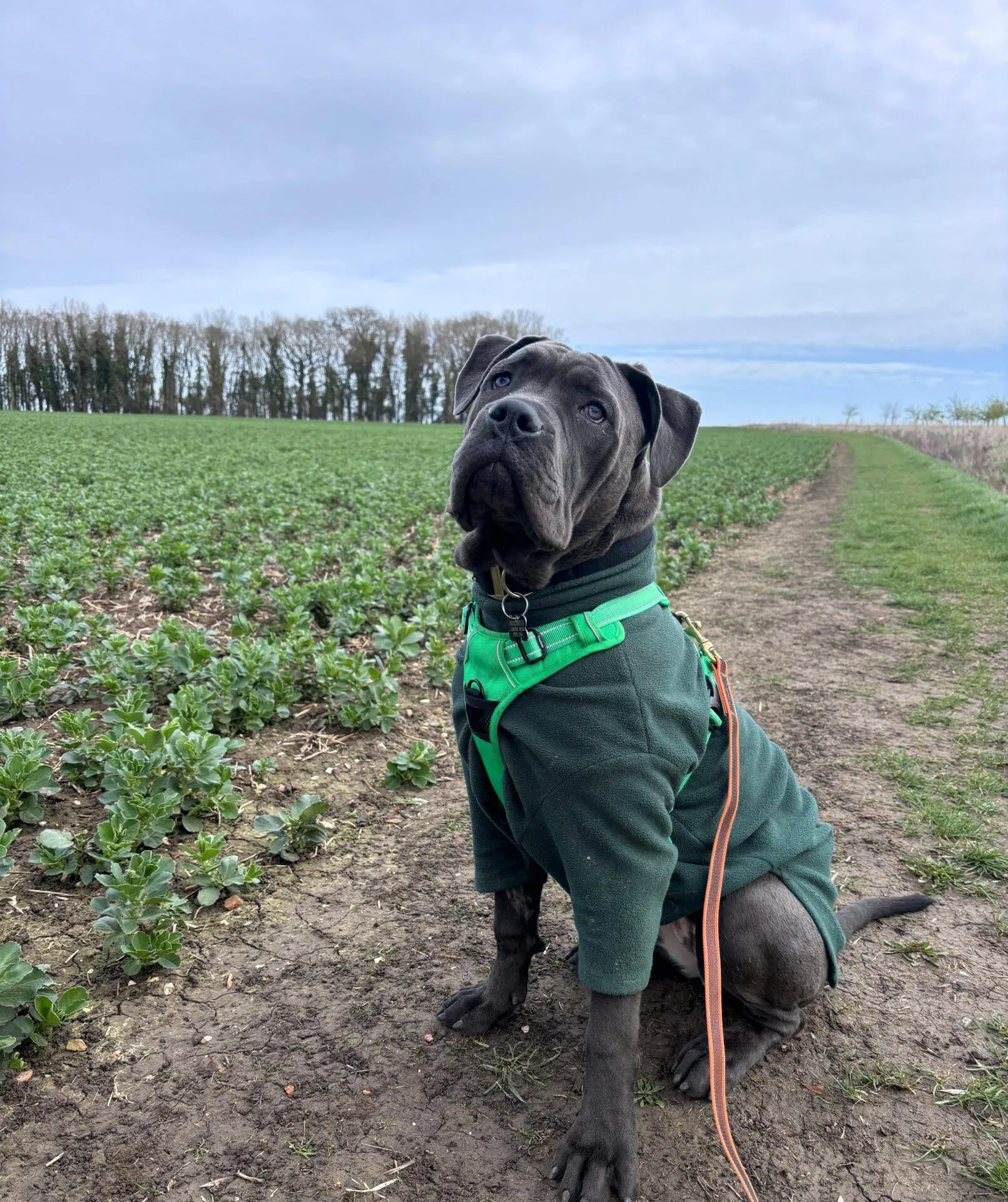 A large black Cane Corso wearing a green harness and coat sits on a dirt path next to a green field under a cloudy sky, looking up attentively.