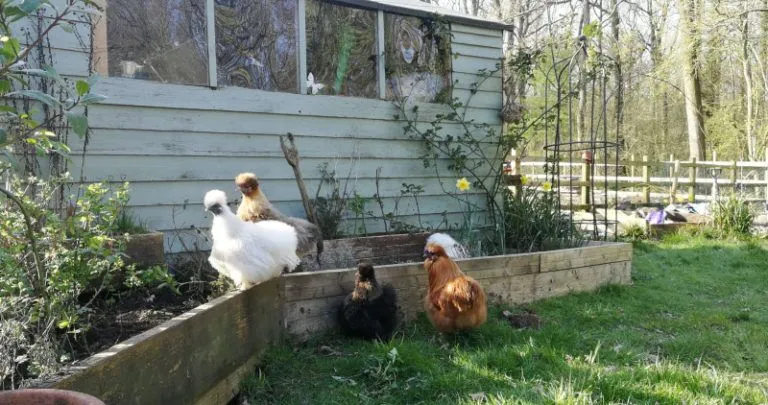 Chickens in the garden