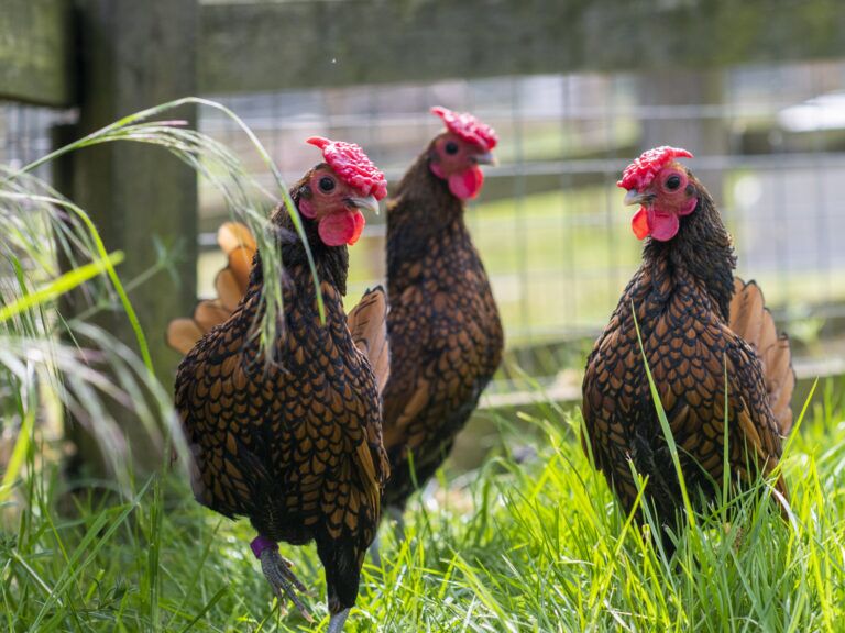 Sebright Chickens, small pets at Woodgreen