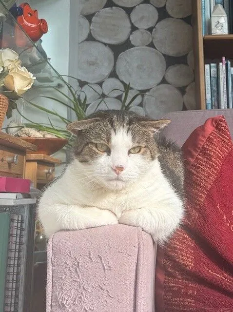 A domestic short hair cat with folded ears rests its front paws on a worn, scratched pink armchair. The cat looks directly at the camera, framed by books, flowers, and plants in the cozy, softly lit background.