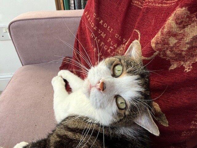 A domestic short hair cat lies on a pink couch, looking up with green eyes while leaning against a red blanket.
