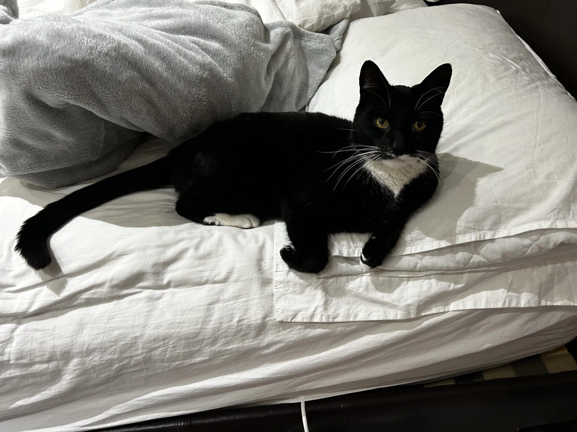 Toulouse the domestic short hair cat, with a white chest and paws, is lying on a white bed next to a gray blanket, looking up at the camera.