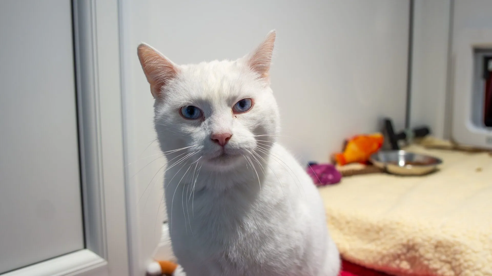 A white cat with blue eyes sits indoors on a soft yellow blanket, looking directly at the camera. There are some toys and a stainless steel bowl in the background.