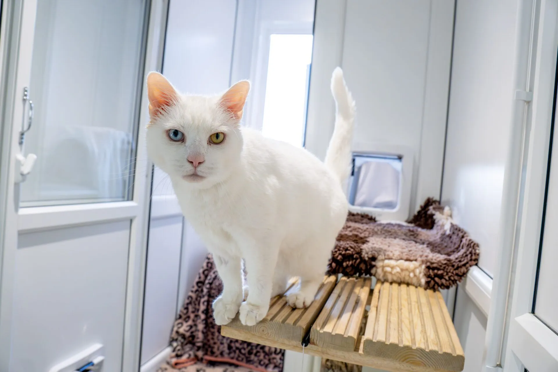 A white cat with heterochromatic eyes—one blue and one green—stands on a wooden shelf inside a clean, modern, white room with a cozy blanket in the background.